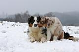 BERGER AUSTRALIEN - ADULT & PUPPY 065
